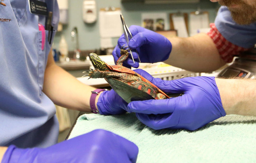 Two veterinarians treat the cracked shell of an injured turtle. Photo by Michelle Stocker for the Cap Times. 